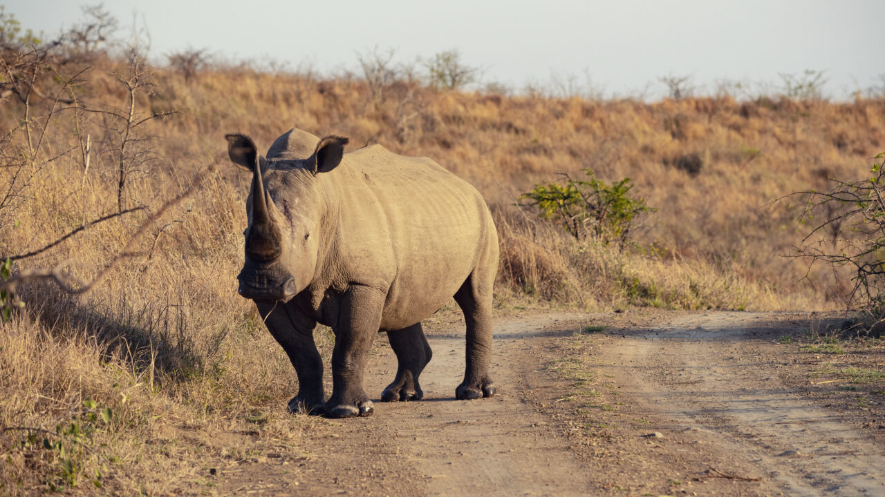 Despite some success, wildlife trafficking continues unabated, says U.N. report