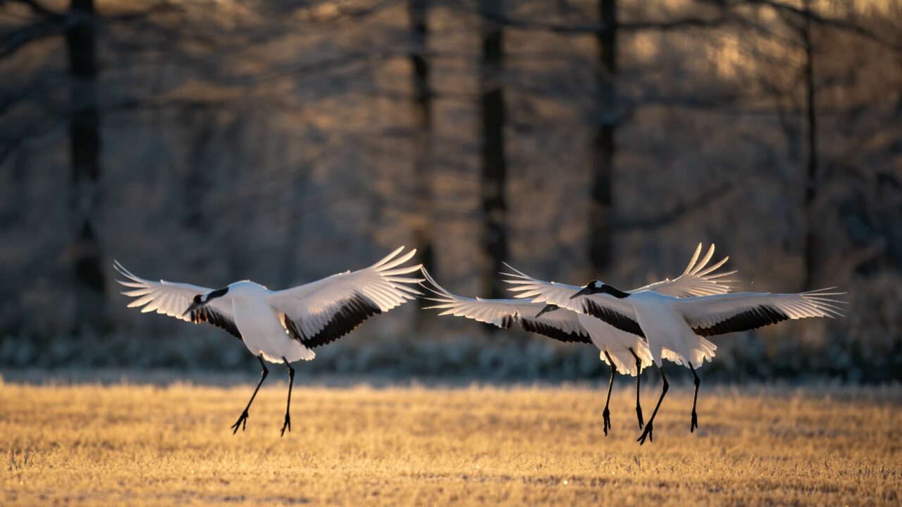 World Migratory Bird Day: Those insects you detest play an important role in nature