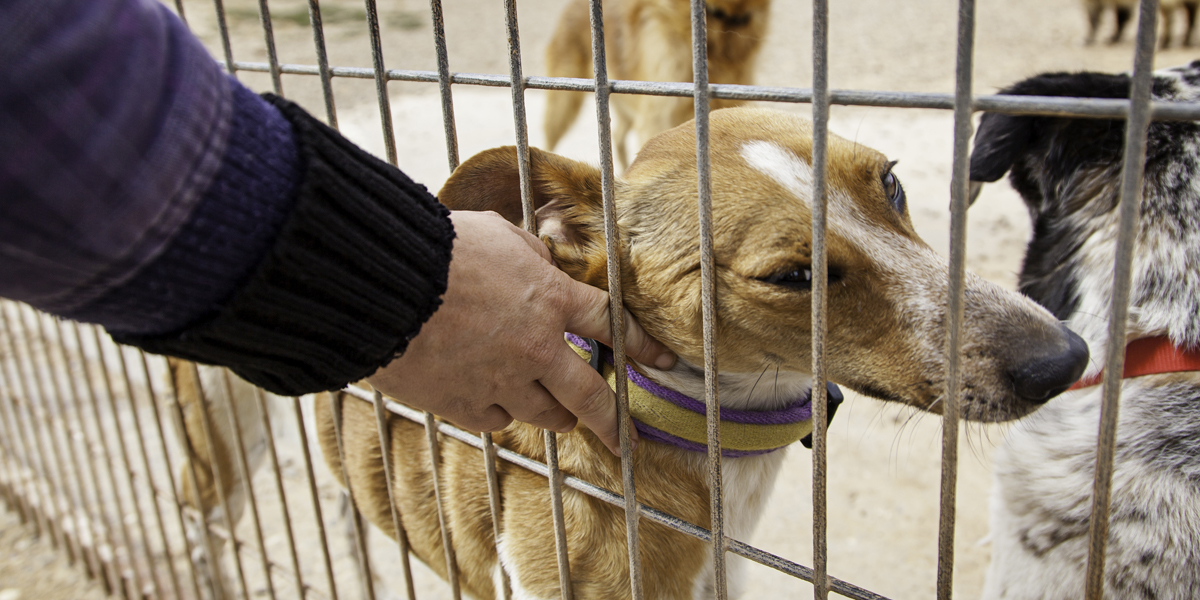 Former ASPCA CEO explains why it’s better to give to local charities