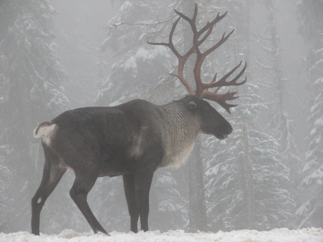 As Quebec dithers, Canada’s govt steps in to protect threatened caribou