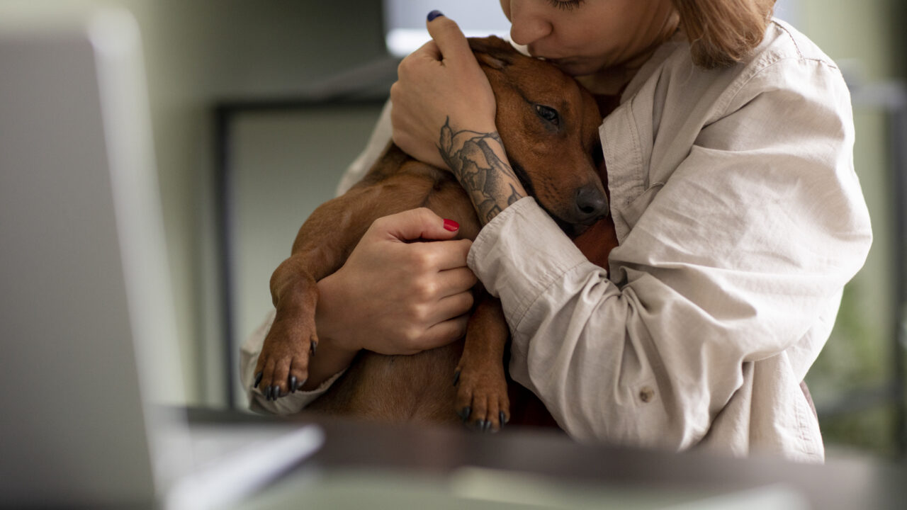 Largest preventive canine cancer vaccine trial ends