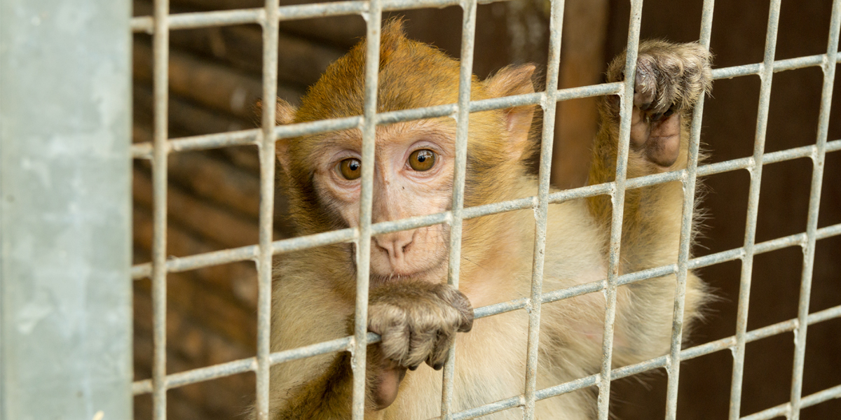 Monkey, 3 birds, including Schedule 1 species, rescued from Pune slum