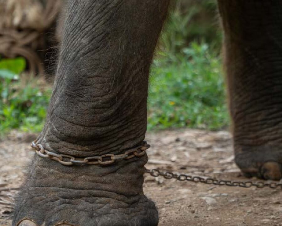 Welfare group exposes travel giant’s complicity in animal cruelty