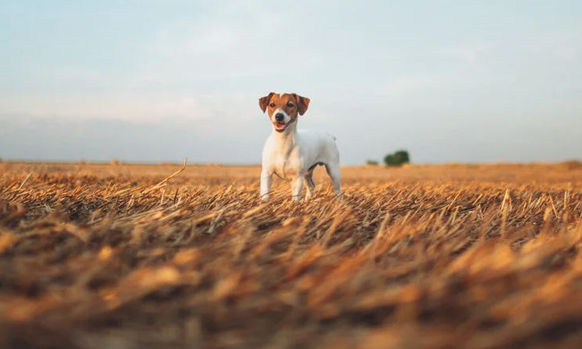 Open Farm, ‘sustainable’ pet food company, certified as B Corp