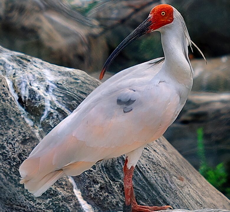 Japan sends 16 crested ibises to China after 8 years