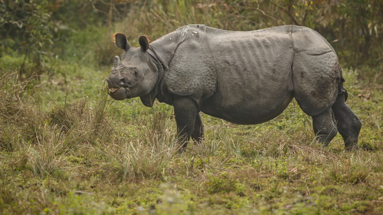 World Rhino Day: Powerful beast still faces existential threat