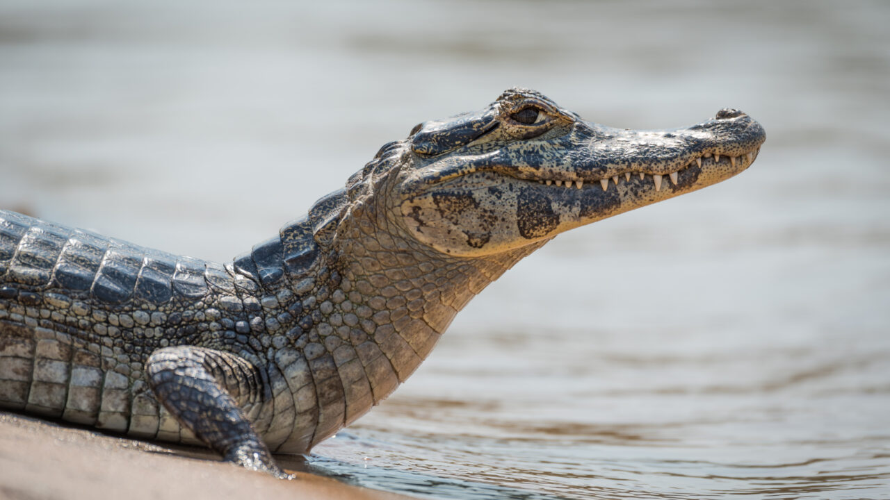 Caiman young in toothpaste boxes seized at Bombay airport