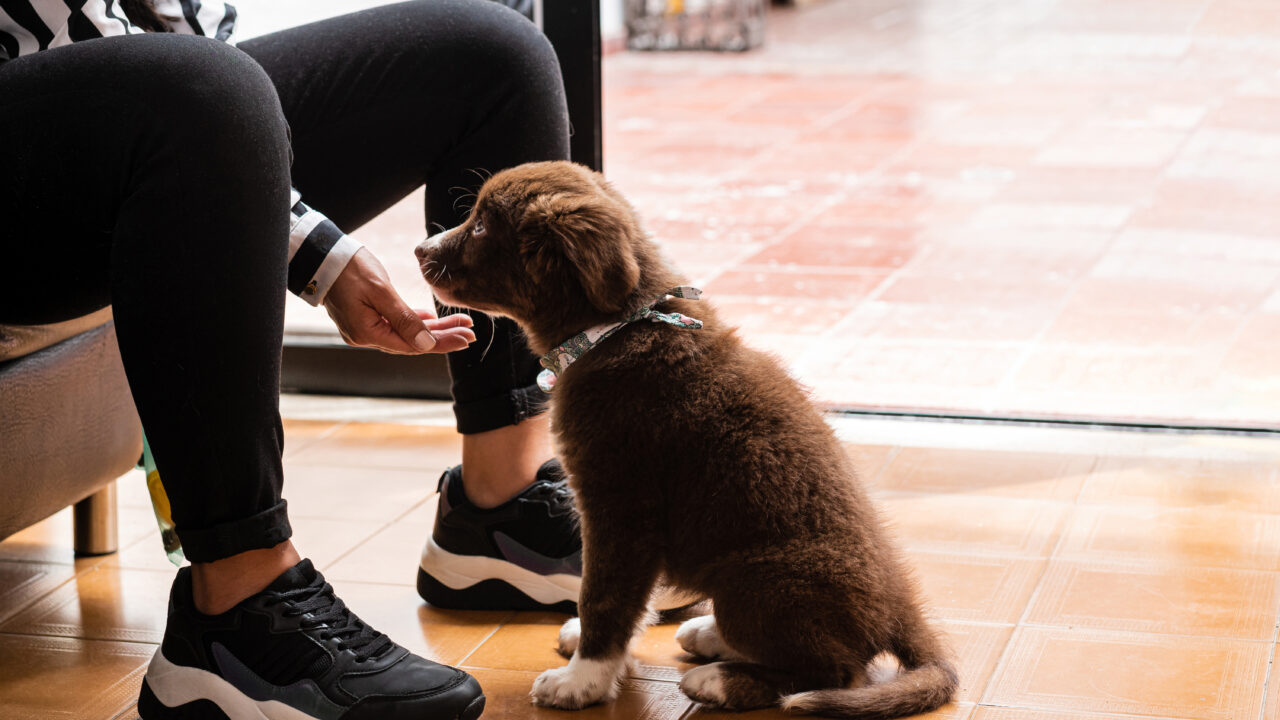 Socializing your pup at home: Instil confidence, positive behaviour