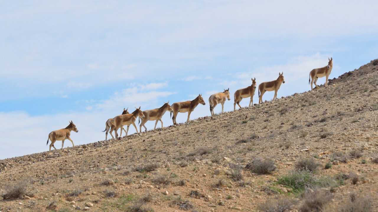 Return of the Persian onager: An Arabian success story