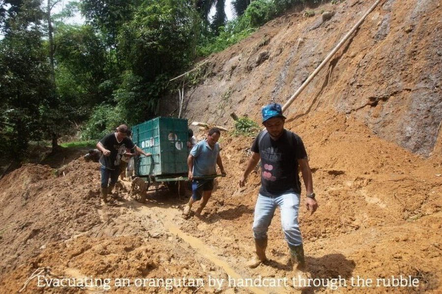 Landslides damage Sumatra’s only orangutan rehab centre