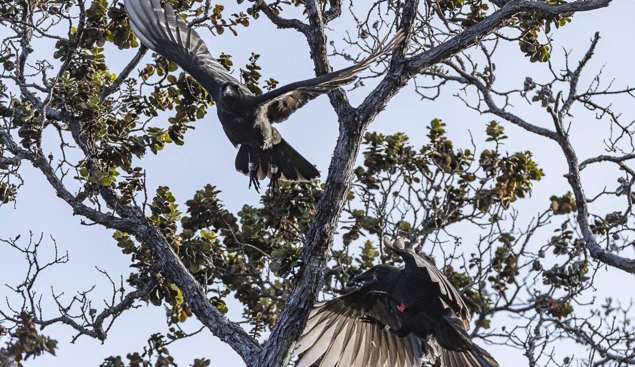 Can the ‘alalā be saved? Scientists make second attempt