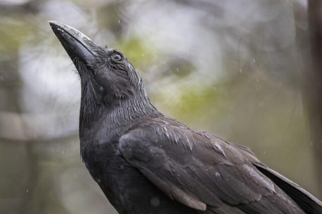 The 'alalā is an important part of Hawaiian culture