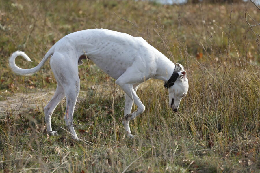 Aussie greyhound trainer pleads guilty to shocking cruelty