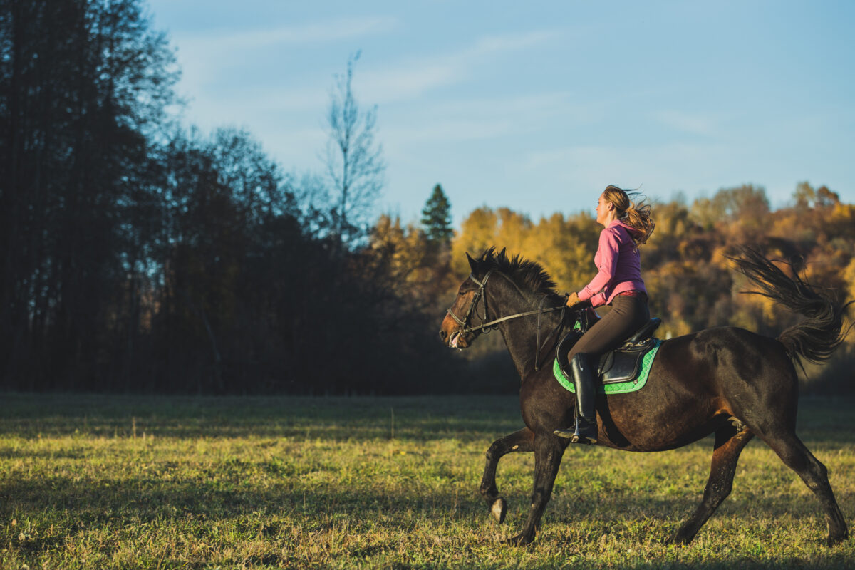 In the mind of a horse: What it needs to be happy