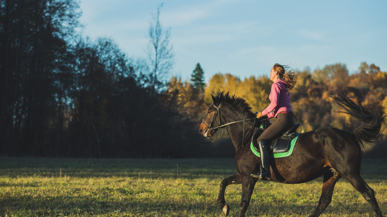 In the mind of a horse: What it needs to be happy