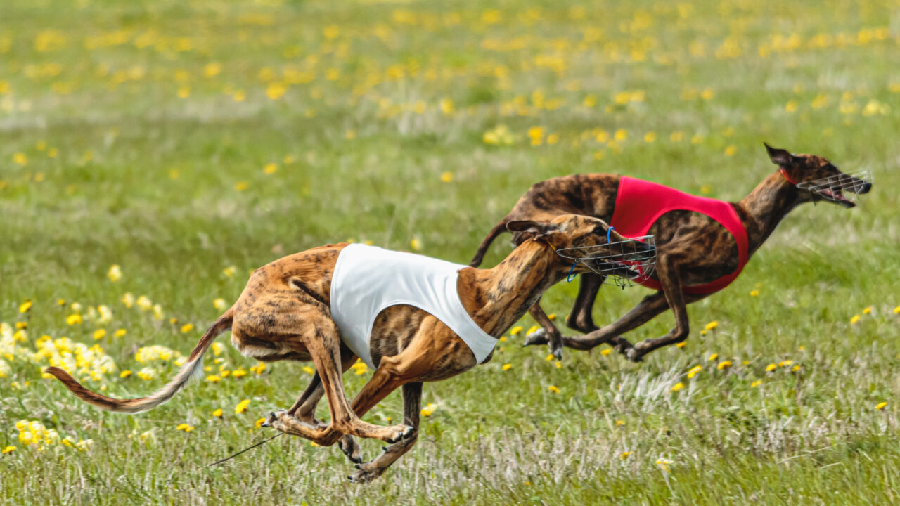 Police prevent illegal greyhound races in Punjab, Haryana