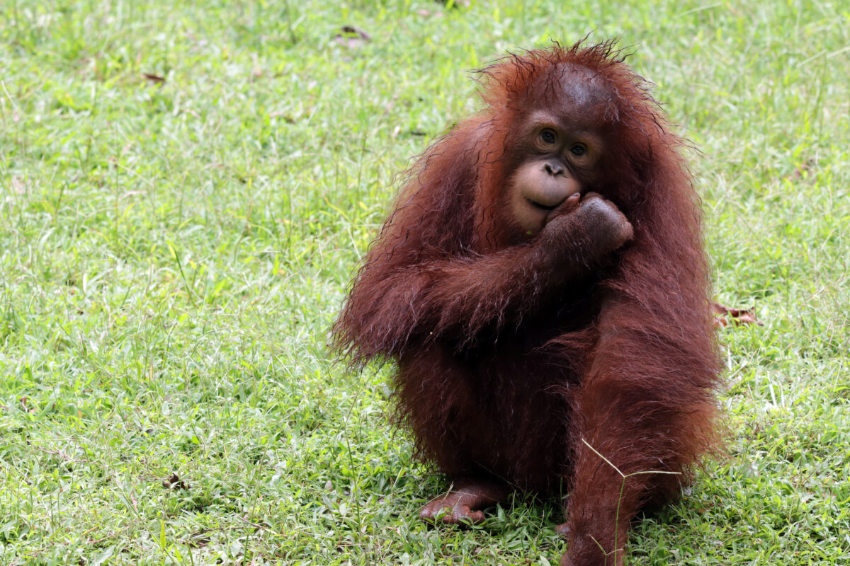 Conservationist says India not returning seized orangutans