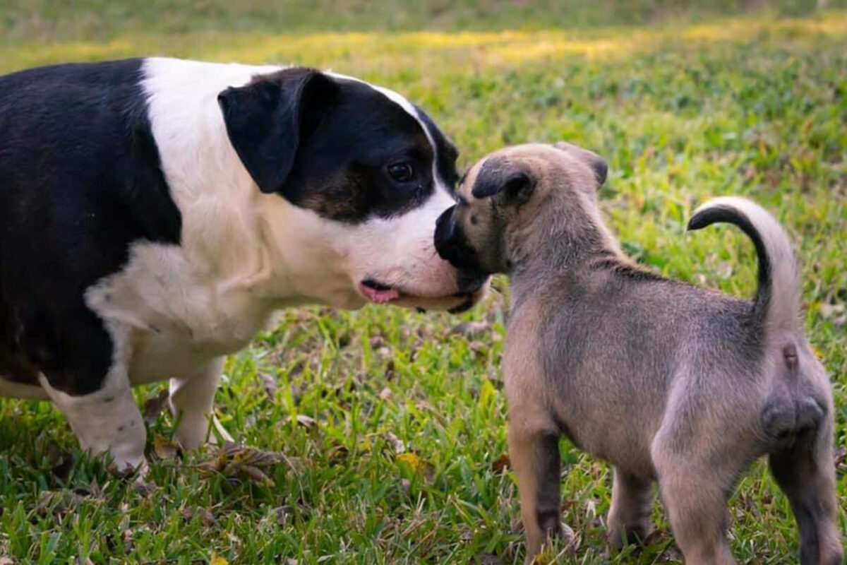 8 steps to socialize your new puppy with the resident dog